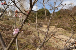 20170207 カワヅザクラの花が咲きました (2)