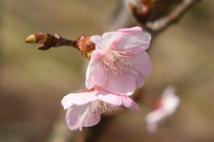 20170207 カワヅザクラの花が咲きました (3)