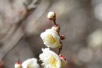 20170209 ウメ	梅	Prunus mume	2～3月