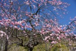 20170301ウメ‘シダレウメ’	梅‘枝垂梅’	Prunus mume form. pendula	2～3月