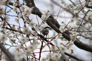 20170315  満開の梅の花とシジュウカラ(四十雀) (1)