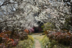 20170315  満開の梅の花とシジュウカラ(四十雀) (2)