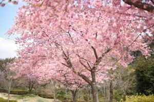 20170315カワヅザクラ(河津桜) が満開です (1)