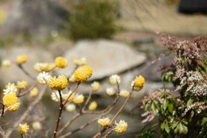 20170316ミツマタの花 (3)