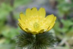 フクジュソウ	福寿草	Adonis ramosa	2～3月