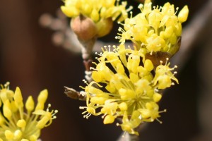 20170317サンシュユ(山茱萸)の花が咲き始めました (1)