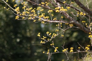 20170317サンシュユ(山茱萸)の花が咲き始めました (3)