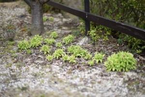 20170317フキノトウ(蕗の薹) フキ(蕗)の花とミツバチ(蜜蜂) (1)