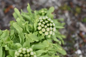 20170317フキノトウ(蕗の薹) フキ(蕗)の花とミツバチ(蜜蜂) (2)