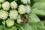 20170317フキ	蕗	Petasites japonicus	3～5月