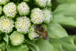 20170317フキノトウ(蕗の薹) フキ(蕗)の花とミツバチ(蜜蜂) (3)