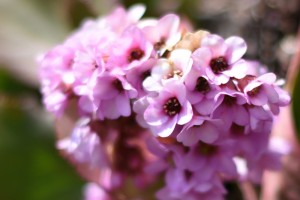 20170318ヒマラヤユキノシタの花 (2)