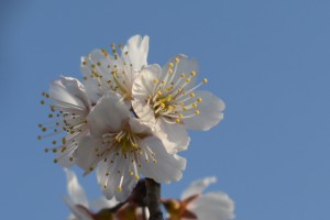 20170319セイヨウミザクラ(西洋実桜)の花が満開です (1)