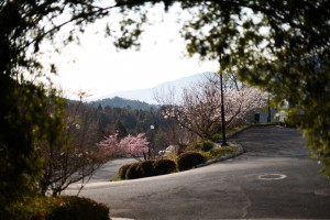 20170319セイヨウミザクラ(西洋実桜)の花が満開です (2)