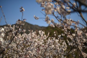 20170319セイヨウミザクラ(西洋実桜)の花が満開です (3)
