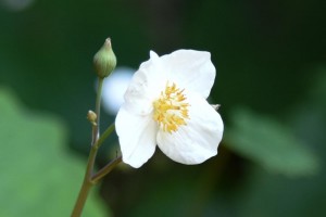 20170502シラユキゲシ(白雪芥子)の花 (1)
