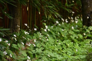20170502シラユキゲシ(白雪芥子)の花 (3)