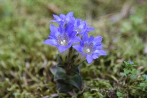 20170503フデリンドウ（筆竜胆）の花 (1)