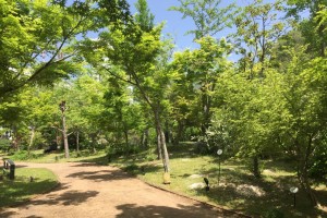 20170509コマユミ(小檀)の花 (1)