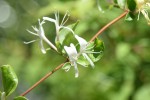 20170520スイカズラ	吸葛	Lonicera japonica	5～7月