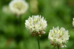20170521シロツメクサ（白詰草）の花 (2)