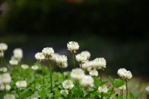 20170521シロツメクサ（白詰草）の花 (3)
