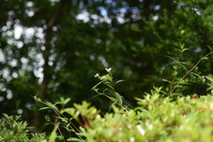 20170528コガクウツギ（小額空木）の花 (1)