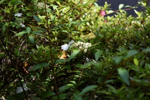 20170528コガクウツギ（小額空木）の花 (3)