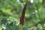 イタチハギ	鼬萩	Amorpha fruticosa	5～6月