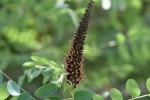 イタチハギ	鼬萩	Amorpha fruticosa	5～6月