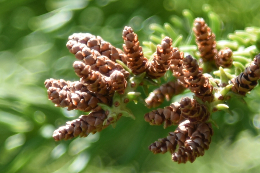 杉の花粉 ④ スギ(雄花) 杉 Cryptomeria japonica 3〜4月 | 広島 海の見える