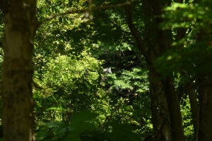 20170531タカサゴユリ（高砂百合） (3)