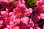 サツキ	皐月	Rhododendron indicum	5～7月