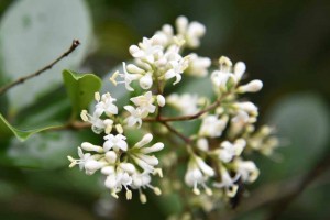 20170625ネズミモチ（鼠黐、Ligustrum japonicum）の花 (1)