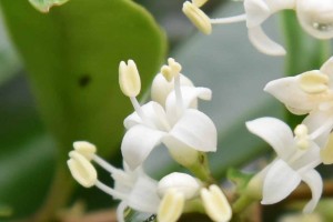 20170625ネズミモチ（鼠黐、Ligustrum japonicum）の花 (2)