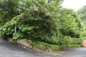 20170625ネズミモチ（鼠黐、Ligustrum japonicum）の花 (3)