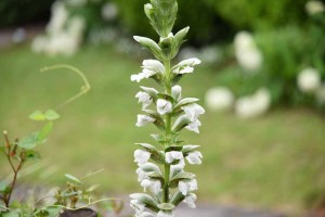 20170626アカンサス（Acanthus、ハアザミ、葉薊）の花 (1)