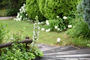 20170626アカンサス（Acanthus、ハアザミ、葉薊）の花 (2)