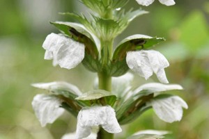 アカンサス・モリス(ハアザミ)　葉薊　 Acanthus mollis　6〜7月