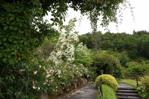 20170626ヤマボウシ（山法師、山帽子、学名 Cornus kousa） (1)