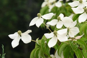 20170626ヤマボウシ（山法師、山帽子、学名 Cornus kousa） (3)