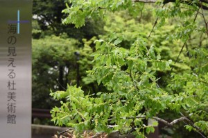 20170626被ばくしたナツメ（棗、学名：Ziziphus jujuba）の木の花 (1)