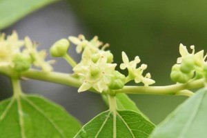 20170626被ばくしたナツメ（棗、学名：Ziziphus jujuba）の木の花 (2)