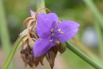 オオムラサキツユクサ　大紫露草　Tradescantia virginiana　6〜9月