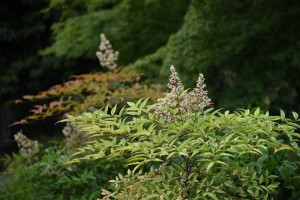 20170627ナンテン（南天、学名：Nandina domestica） (5)