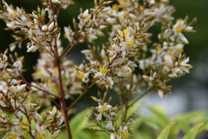 20170627ナンテン（南天、学名：Nandina domestica） (6)