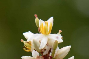 20170627ナンテン（南天、学名：Nandina domestica） (7)