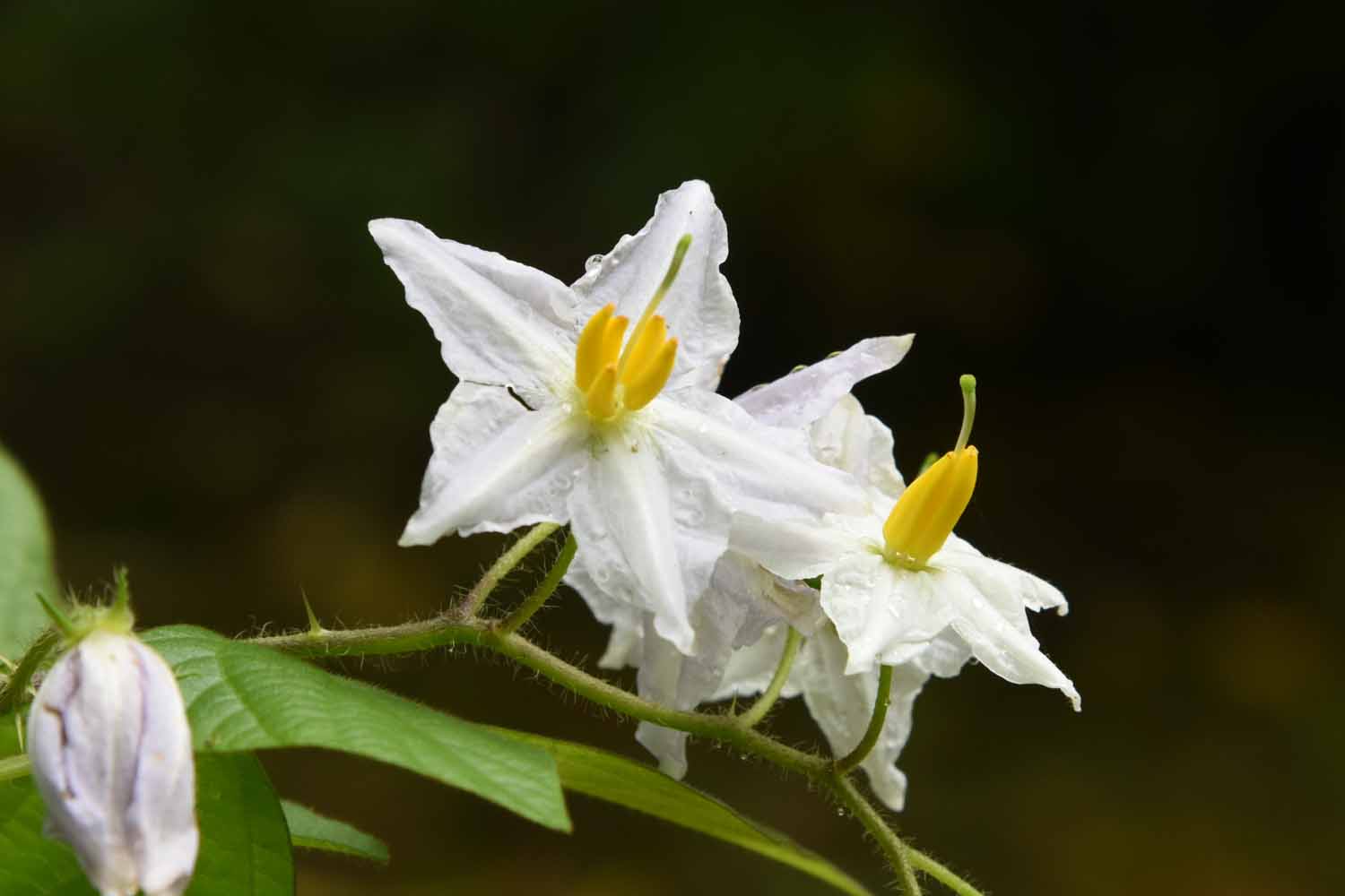 ワルナスビ 悪茄子 Solanum Carolinense 6 10月 広島 海の見える杜美術館 うみもりブログ ワルナスビ 悪茄子 Solanum Carolinense 6 10月 広島 海の見える杜美術館 うみもりブログ