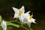 ワルナスビ	悪茄子	Solanum carolinense	6〜10月