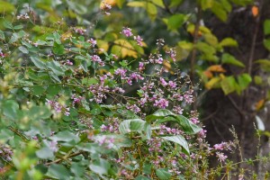 20171012ハギ(萩)の花が盛りです (3)